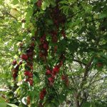 pruimenboom, fruit in Haaksbergen